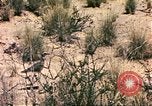 Standbild Strauße Afrika südlich der Sahara, 1958, aus Sekunde 45 historischem Filmmaterial Videoclip 65675058727