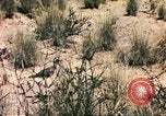 Standbild Strauße Afrika südlich der Sahara, 1958, aus Sekunde 46 historischem Filmmaterial Videoclip 65675058727