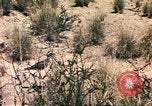 Standbild Strauße Afrika südlich der Sahara, 1958, aus Sekunde 47 historischem Filmmaterial Videoclip 65675058727