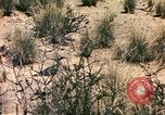 Standbild Strauße Afrika südlich der Sahara, 1958, aus Sekunde 48 historischem Filmmaterial Videoclip 65675058727