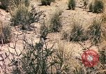 Standbild Strauße Afrika südlich der Sahara, 1958, aus Sekunde 49 historischem Filmmaterial Videoclip 65675058727