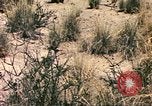 Standbild Strauße Afrika südlich der Sahara, 1958, aus Sekunde 50 historischem Filmmaterial Videoclip 65675058727