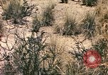 Standbild Strauße Afrika südlich der Sahara, 1958, aus Sekunde 51 historischem Filmmaterial Videoclip 65675058727