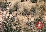 Standbild Strauße Afrika südlich der Sahara, 1958, aus Sekunde 52 historischem Filmmaterial Videoclip 65675058727