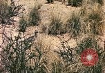 Standbild Strauße Afrika südlich der Sahara, 1958, aus Sekunde 53 historischem Filmmaterial Videoclip 65675058727