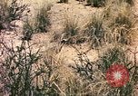 Standbild Strauße Afrika südlich der Sahara, 1958, aus Sekunde 54 historischem Filmmaterial Videoclip 65675058727