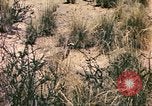Standbild Strauße Afrika südlich der Sahara, 1958, aus Sekunde 55 historischem Filmmaterial Videoclip 65675058727