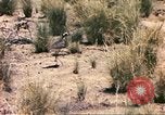Standbild Strauße Afrika südlich der Sahara, 1958, aus Sekunde 56 historischem Filmmaterial Videoclip 65675058727