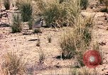 Standbild Strauße Afrika südlich der Sahara, 1958, aus Sekunde 57 historischem Filmmaterial Videoclip 65675058727