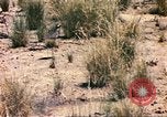 Standbild Strauße Afrika südlich der Sahara, 1958, aus Sekunde 58 historischem Filmmaterial Videoclip 65675058727