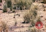 Standbild Strauße Afrika südlich der Sahara, 1958, aus Sekunde 59 historischem Filmmaterial Videoclip 65675058727