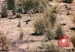 Standbild Strauße Afrika südlich der Sahara, 1958, aus Sekunde 60 historischem Filmmaterial Videoclip 65675058727