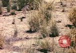 Standbild Strauße Afrika südlich der Sahara, 1958, aus Sekunde 61 historischem Filmmaterial Videoclip 65675058727