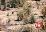 Standbild Strauße Afrika südlich der Sahara, 1958, aus Sekunde 62 historischem Filmmaterial Videoclip 65675058727