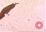 Standbild Snake Afrika südlich der Sahara, 1958, aus Sekunde 1 historischem Filmmaterial Videoclip 65675058728