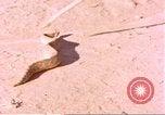Standbild Snake Afrika südlich der Sahara, 1958, aus Sekunde 5 historischem Filmmaterial Videoclip 65675058728