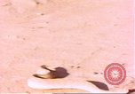 Standbild Snake Afrika südlich der Sahara, 1958, aus Sekunde 8 historischem Filmmaterial Videoclip 65675058728