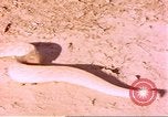 Standbild Snake Afrika südlich der Sahara, 1958, aus Sekunde 12 historischem Filmmaterial Videoclip 65675058728