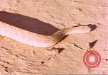 Standbild Snake Afrika südlich der Sahara, 1958, aus Sekunde 16 historischem Filmmaterial Videoclip 65675058728
