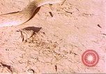 Standbild Snake Afrika südlich der Sahara, 1958, aus Sekunde 18 historischem Filmmaterial Videoclip 65675058728