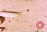 Standbild Snake Afrika südlich der Sahara, 1958, aus Sekunde 19 historischem Filmmaterial Videoclip 65675058728