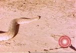 Standbild Snake Afrika südlich der Sahara, 1958, aus Sekunde 20 historischem Filmmaterial Videoclip 65675058728
