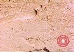 Standbild Snake Afrika südlich der Sahara, 1958, aus Sekunde 22 historischem Filmmaterial Videoclip 65675058728