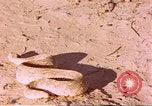 Standbild Snake Afrika südlich der Sahara, 1958, aus Sekunde 26 historischem Filmmaterial Videoclip 65675058728