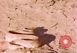 Standbild Snake Afrika südlich der Sahara, 1958, aus Sekunde 27 historischem Filmmaterial Videoclip 65675058728