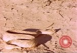 Standbild Snake Afrika südlich der Sahara, 1958, aus Sekunde 28 historischem Filmmaterial Videoclip 65675058728
