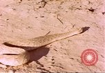 Standbild Snake Afrika südlich der Sahara, 1958, aus Sekunde 29 historischem Filmmaterial Videoclip 65675058728