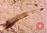 Standbild Snake Afrika südlich der Sahara, 1958, aus Sekunde 30 historischem Filmmaterial Videoclip 65675058728