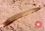 Standbild Snake Afrika südlich der Sahara, 1958, aus Sekunde 31 historischem Filmmaterial Videoclip 65675058728