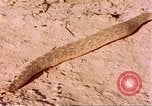 Standbild Snake Afrika südlich der Sahara, 1958, aus Sekunde 32 historischem Filmmaterial Videoclip 65675058728