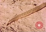 Standbild Snake Afrika südlich der Sahara, 1958, aus Sekunde 33 historischem Filmmaterial Videoclip 65675058728