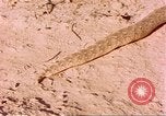 Standbild Snake Afrika südlich der Sahara, 1958, aus Sekunde 34 historischem Filmmaterial Videoclip 65675058728