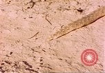 Standbild Snake Afrika südlich der Sahara, 1958, aus Sekunde 36 historischem Filmmaterial Videoclip 65675058728