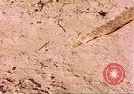 Standbild Snake Afrika südlich der Sahara, 1958, aus Sekunde 37 historischem Filmmaterial Videoclip 65675058728