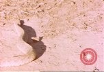 Standbild Snake Afrika südlich der Sahara, 1958, aus Sekunde 41 historischem Filmmaterial Videoclip 65675058728