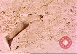 Standbild Snake Afrika südlich der Sahara, 1958, aus Sekunde 47 historischem Filmmaterial Videoclip 65675058728