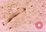Standbild Snake Afrika südlich der Sahara, 1958, aus Sekunde 48 historischem Filmmaterial Videoclip 65675058728