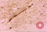 Standbild Snake Afrika südlich der Sahara, 1958, aus Sekunde 49 historischem Filmmaterial Videoclip 65675058728