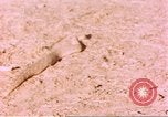 Standbild Snake Afrika südlich der Sahara, 1958, aus Sekunde 52 historischem Filmmaterial Videoclip 65675058728