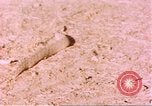 Standbild Snake Afrika südlich der Sahara, 1958, aus Sekunde 53 historischem Filmmaterial Videoclip 65675058728
