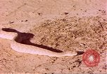 Standbild Snake Afrika südlich der Sahara, 1958, aus Sekunde 54 historischem Filmmaterial Videoclip 65675058728