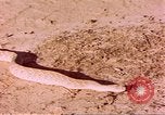 Standbild Snake Afrika südlich der Sahara, 1958, aus Sekunde 55 historischem Filmmaterial Videoclip 65675058728