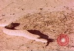Standbild Snake Afrika südlich der Sahara, 1958, aus Sekunde 56 historischem Filmmaterial Videoclip 65675058728