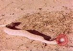 Standbild Snake Afrika südlich der Sahara, 1958, aus Sekunde 57 historischem Filmmaterial Videoclip 65675058728