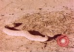 Standbild Snake Afrika südlich der Sahara, 1958, aus Sekunde 58 historischem Filmmaterial Videoclip 65675058728