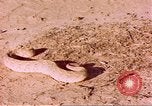 Standbild Snake Afrika südlich der Sahara, 1958, aus Sekunde 59 historischem Filmmaterial Videoclip 65675058728